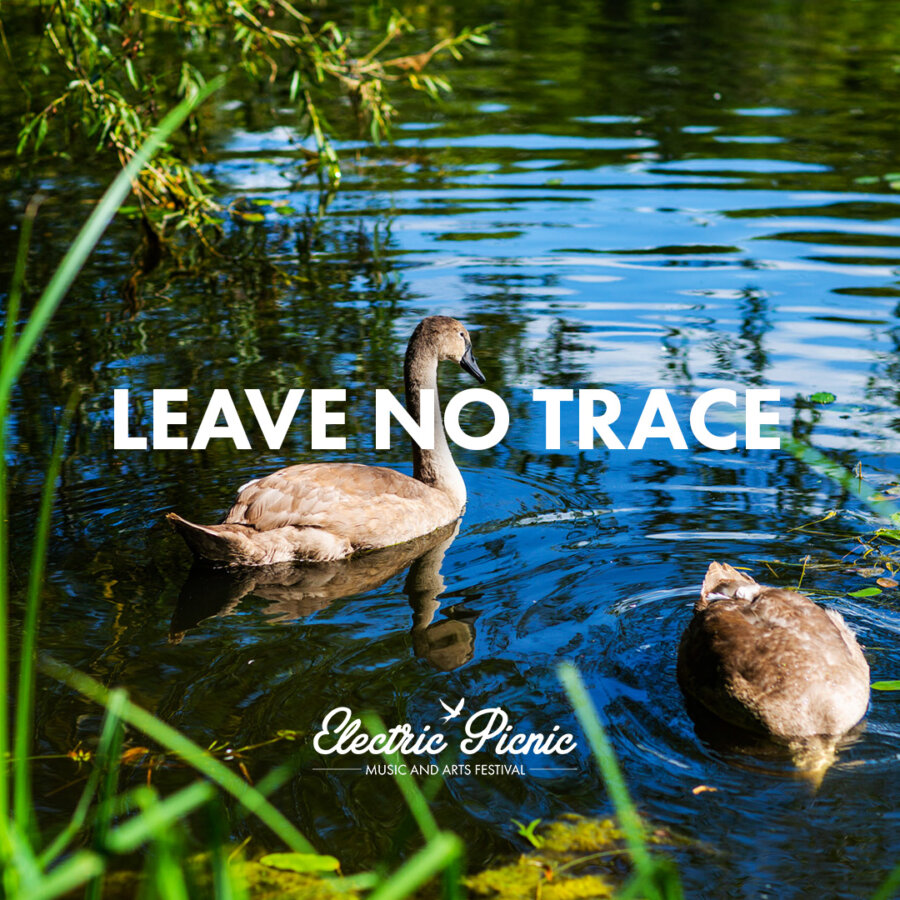 Swans on the lake at Electric Picnic